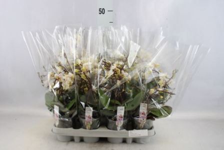 Bild på Phalaenopsis 3Gr D9 X 12 Wild Multi