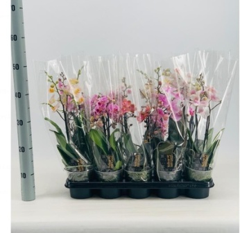 Bild på Phalaenopsis 2 Gr D12 X 10 Multiflora