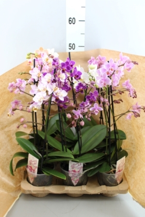Bild på Phalaenopsis 2Gr D12 X 6 Multiflora