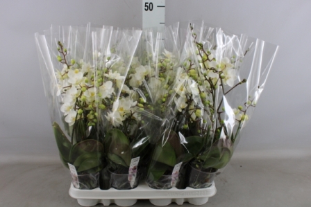 Bild på Phalaenopsis 3-6Gr D9 X 12 Wild Multi