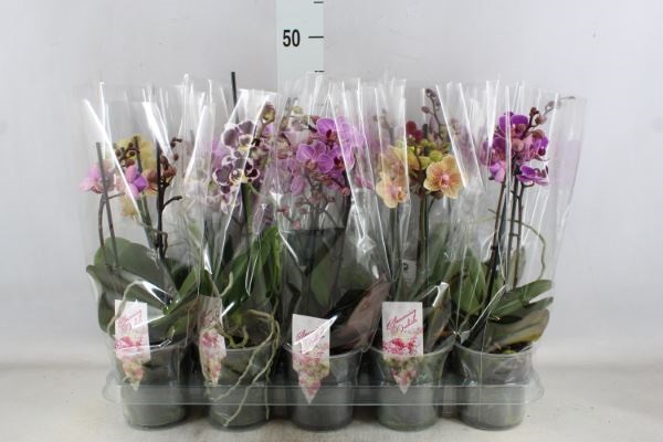 Bild på Phalaenopsis Bo 2Gr D12 X 10 Multiflora