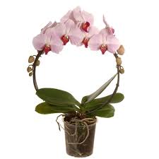 Bild på Phalaenopsis 2Gr D10 X 8 På Båge