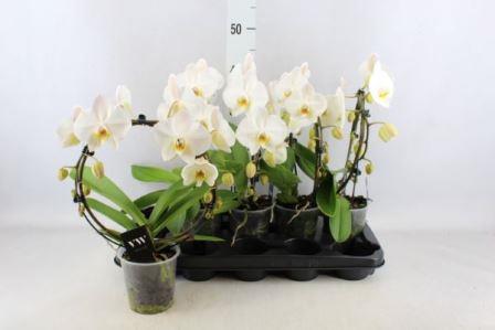 Bild på Phalaenopsis 2Gr D12 X 5 På Båge