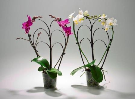 Bild på Phalaenopsis 2Gr D10 X 8 På Hjärtebåge