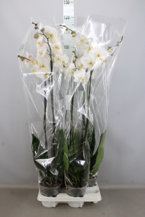 Bild på Phalaenopsis 2Gr D15 X 4 Storblommig