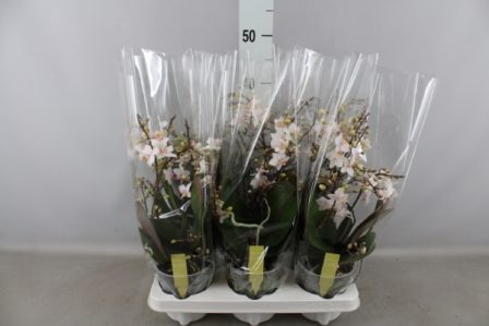 Bild på Phalaenopsis 2-4Gr D12 X 6 Wildflower
