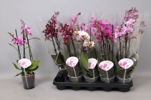 Bild på Phalaenopsis 3Gr D12 X 10 Multiflora MI