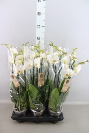 Bild på Phalaenopsis 4Gr D12 X 6 Artisan Protected