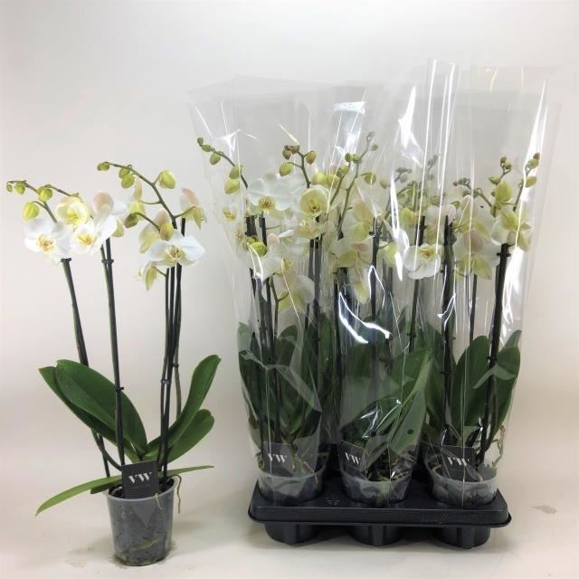 Bild på Phalaenopsis 4Gr D12 X 6