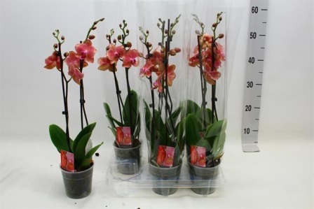 Bild på Phalaenopsis 2Gr D12 X 6 Pirate Picotee