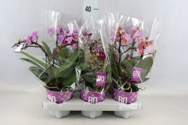 Bild på Phalaenopsis 2Gr D12 X 6 Bo Flora multi