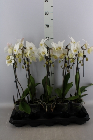 Bild på Phalaenopsis 2Gr D12 X 5 Paraply