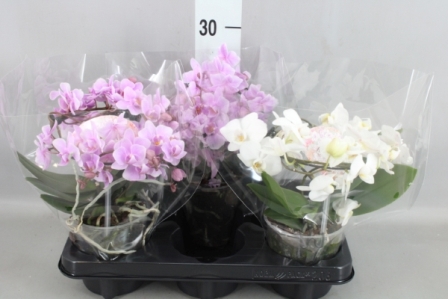 Bild på Phalaenopsis 2Gr D12 X 3 Angels multi