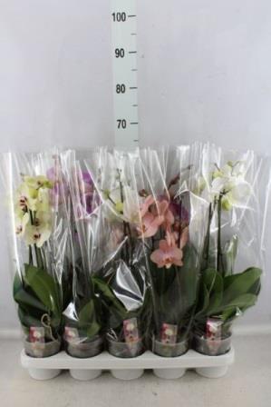 Bild på Phalaenopsis 2Gr D12 X 10 Aardse