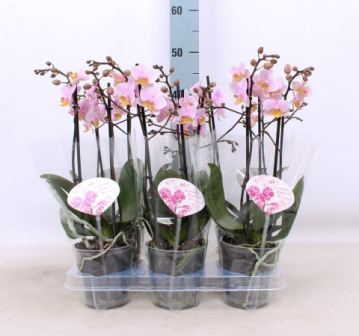 Bild på Phalaenopsis 2Gr D12 X 6 Amaglad multi