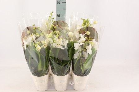 Bild på Phalaenopsis 4Gr D12 X 6 Originals