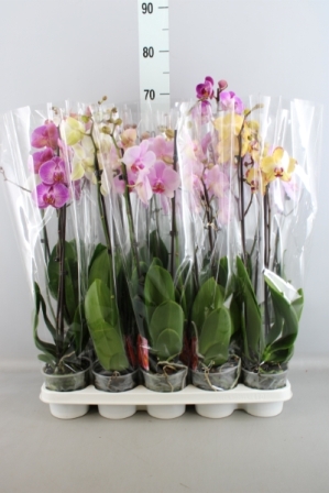 Bild på Phalaenopsis 2Gr D12 X 10 A2