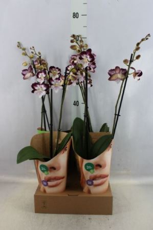 Bild på Phalaenopsis 2Gr D12 X 4 Tinkerbells