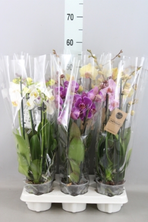 Bild på Phalaenopsis 4Gr D12 X 6 Artisan protected