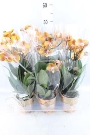 Bild på Phalaenopsis 2-3Gr D12 X 6 Las Vegas