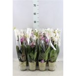Bild på Phalaenopsis 2Gr D9 X 12 Multiflora