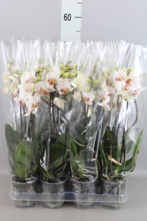 Bild på Phalaenopsis 3Gr D9 X 12 Multiflora Modesto