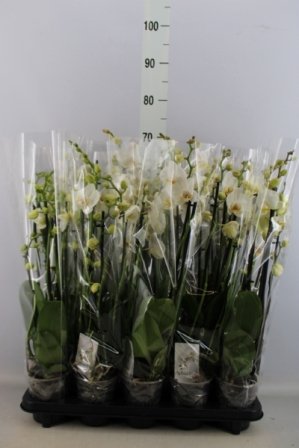 Bild på Phalaenopsis 6Gr D12 X 10