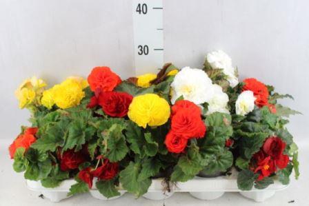 Bild på Begonia Tuberosa D12 X 8 Knöl