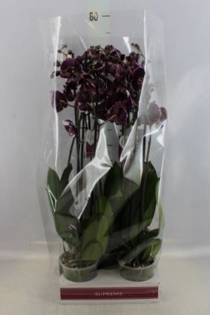 Bild på Phalaenopsis 2Gr D15 X 5 Dark Special