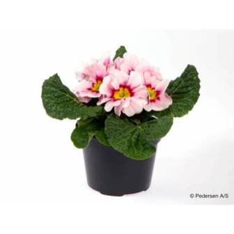 Bild på Primula Vulgaris D10,5 X 12 Appelblossom