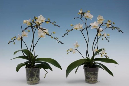 Bild på Phalaenopsis 2-4Gr D9 X 12 Wildflowers