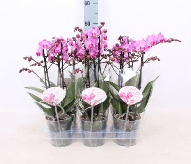 Bild på Phalaenopsis Multi 2Gr D12 X 6 Vienna