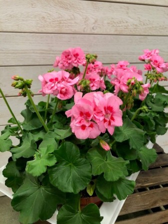 Bild på Pelargon Caliope D13 X 8 Rose Splash Skalleberg