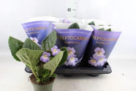 Bild på Streptocarpus D11 X 8 Purplelina