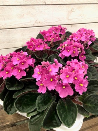Bild på Petunia Prakt D12 X 8 Barkarö