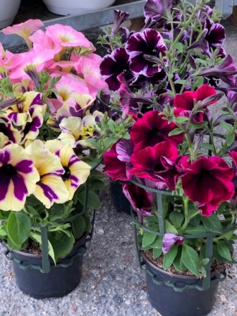 Bild på Petunia Prakt Pelta D12 X 8 Barkarö