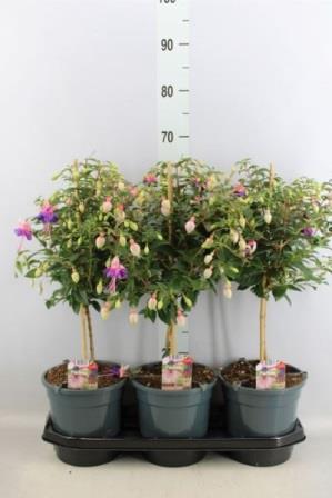 Bild på Fuchsia på stam D19 X 3
