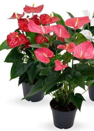 Bild på Anthurium D17 X 6