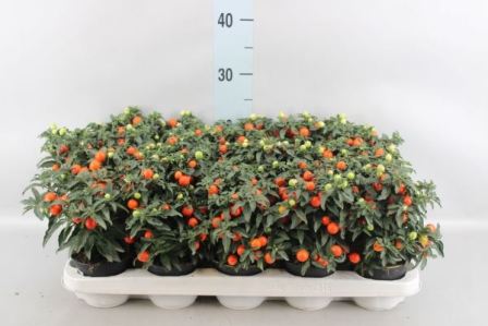 Bild på Solanum Pseudocapsicum D10,5 X 12 Korallbär