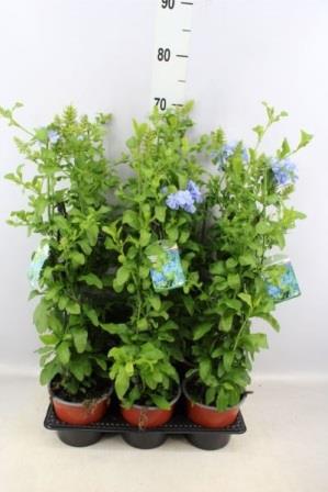 Bild på Plumbago/Blyblomma D15 X 6 Spalje