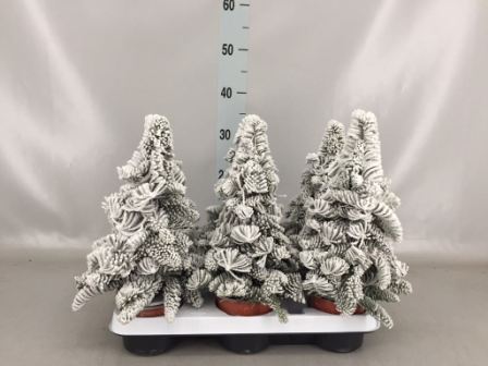 Bild på Gran parafin D10 X 6 Snö  Xmas tree