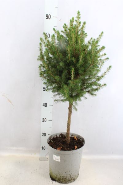 Bild på Picea Glauca på stam D21 X 2 Gran Conica
