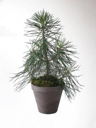 Bild på Gran Pinus Sylvestries D17 X 4 lerkruka