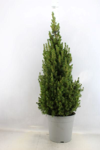 Bild på Picea Glauca Perfecta D27 X 1 Sockertoppsgran