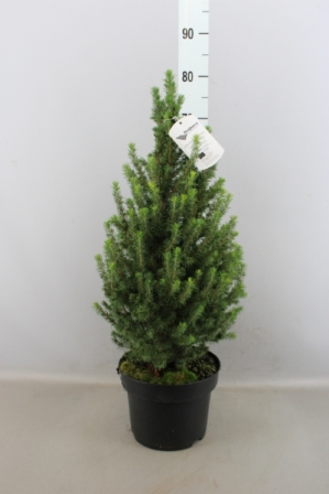 Bild på Picea Glauca Conica D23 X 1 Sockertoppsgran