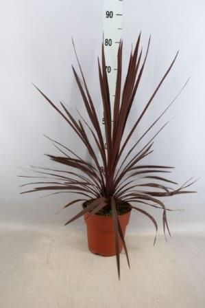 Bild på Cordyline Australis D19 X 3 Red Star