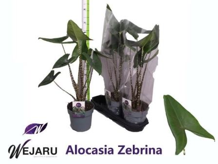 Bild på Alocasia Zebrina D19 X 3