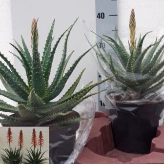 Bild på Aloe Arborescens D19 X 2 Med blom