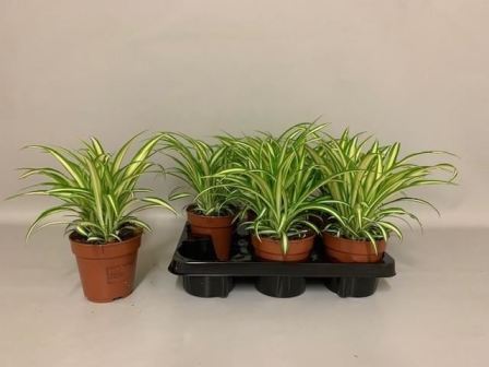 Bild på Chlorophytum Variegata D12 X 6