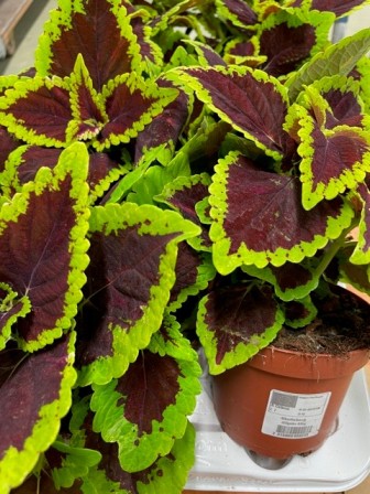 Bild på Palettblad Coleus D12 X 8 Alligator Alley Skallebe